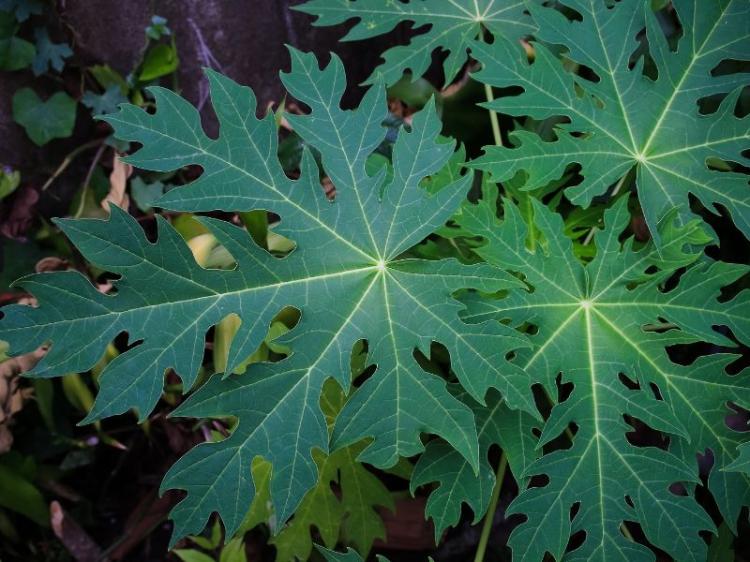 Rahasia Meredakan Asam Lambung dengan 5 Minuman Herbal Terbaik Salah Satunya Daun Pepaya