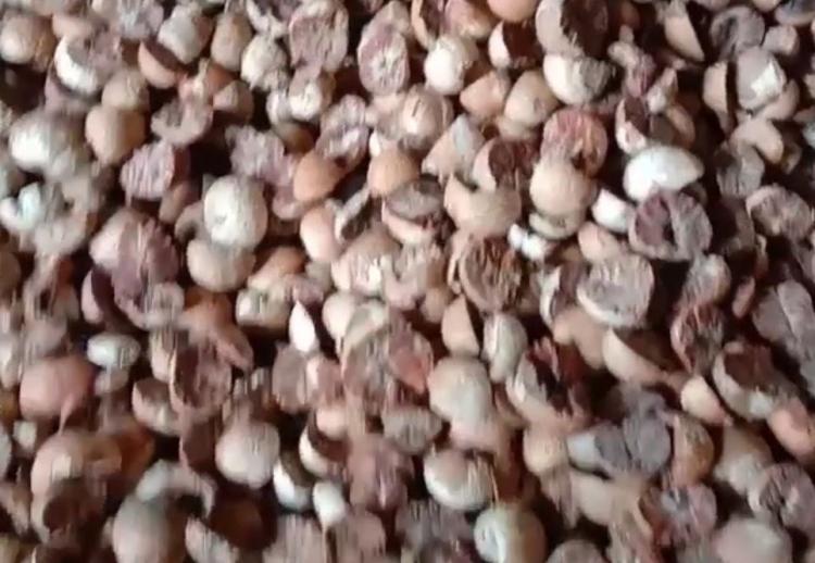 Harga Pinang Kering di Pekanbaru Naik Dua Puluh Rupiah per Kilogram 