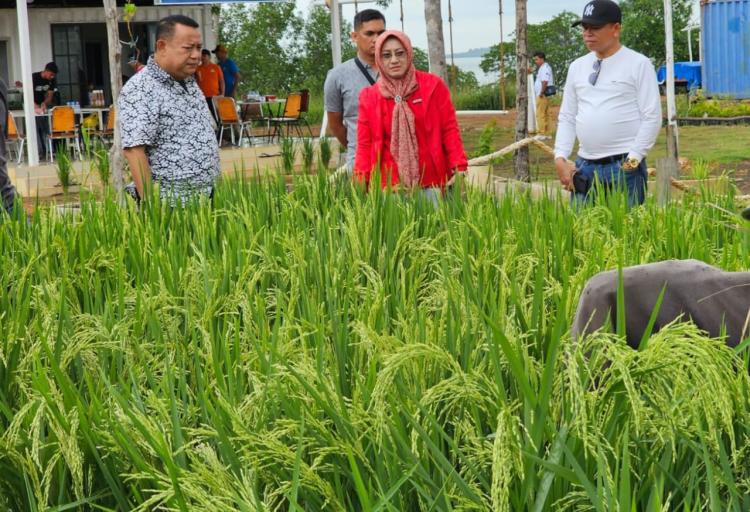 Libatkan Narapidana, Rutan Tanjungpinang Garap Program SAE Bidang Ketahanan Pangan