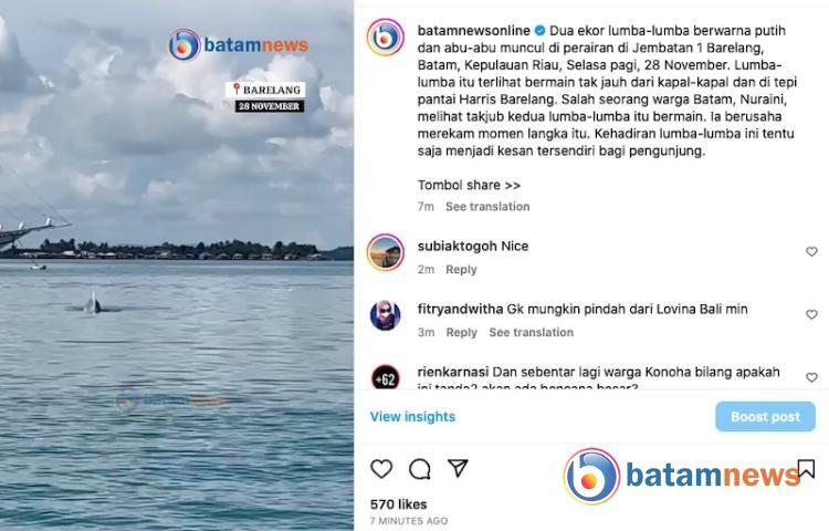 Sepasang Lumba-lumba Warna Putih dan Abu-abu Muncul di Perairan Jembatan Barelang Batam