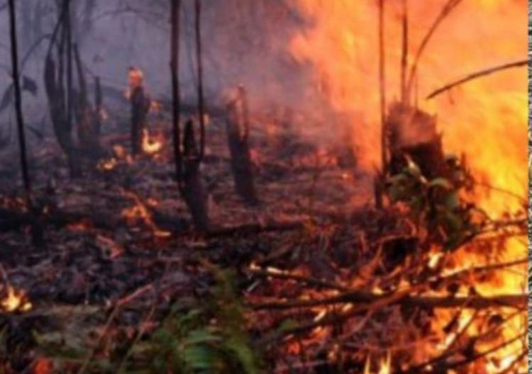 Musim Panas Usai, Status Siaga Kahutla di Riau Resmi Dicabut 