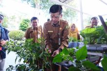 Sorgum di Tanjungpinang Bisa jadi Alternatif Gizi untuk Atasi Stunting dan Diabetes