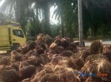 Angin Segar bagi Petani Sawit di Riau, Harga TBS Merangkak Naik Pekan Ini