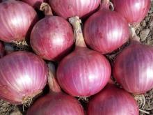 Harga Bawang Melonjak, Pedagang dan Konsumen Merana, Ini Penyebabnya!