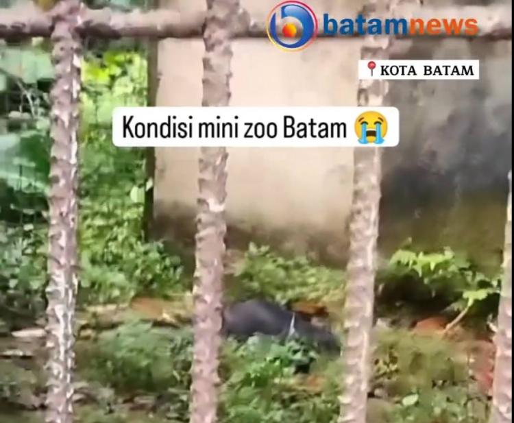 Klarifikasi Pengelola Mini Zoo Batam, Penjelasan di Balik Kontroversi Video Viral di Media Sosial