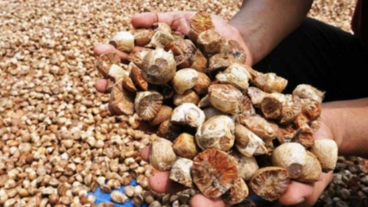 Harga Pinang Kering di Riau Naik Jadi Rp 6.110 per Kilogram