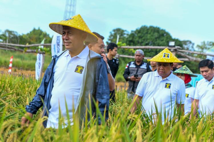  Gubernur Ansar Ikut Panen Perdana Padi Program Pembina Narapidana Rutan Kelas 1 Tanjungpinang