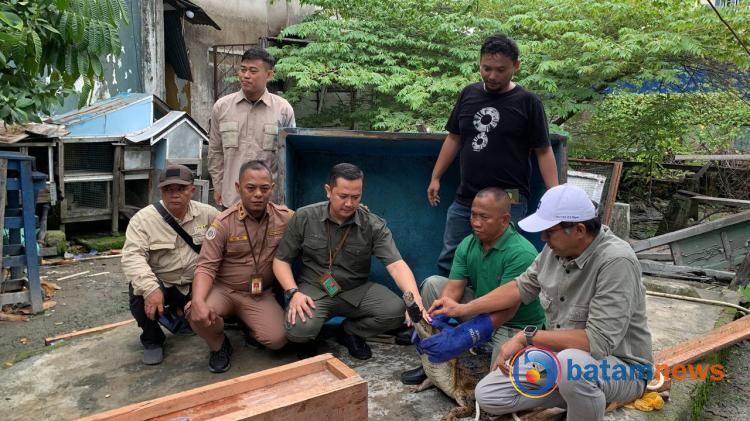 Komunitas Reptil Karimun Serahkan Buaya Peliharaan Warga ke BKSDA untuk Konservasi