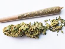 Polisi Temukan Ganja Setengah Kilogram di Tanjungpinang, Amankan Satu Tersangka