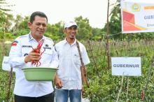 Serahkan Bantuan Untuk Petani Cabai di Moro, Ansar Sebut Komoditi Cabai Berpengaruh Besar Terhadap Inflasi