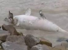 Seekor Dugong Mati Ditemukan Terdampar di Pinggir Pantai Coastal Area Tanjungbalai Karimun