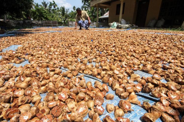 Harga Pinang Kering di Riau Naik Menjadi Rp5.690 per Kg