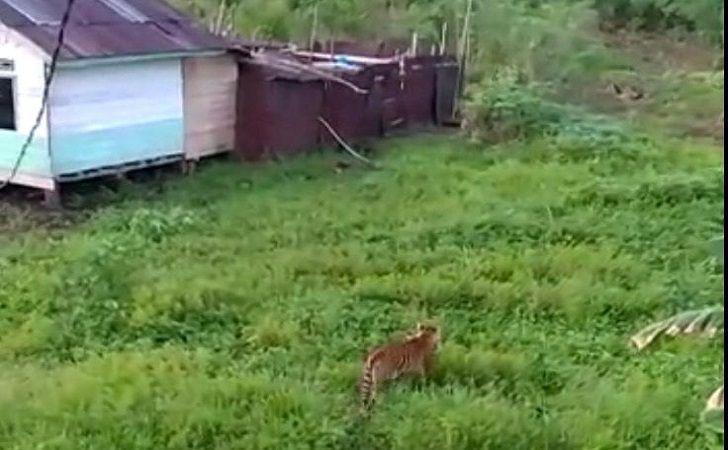 BBKSDA Riau Imbau Waspada, Harimau Betina dan Anaknya Terlihat di Puntianai Inhu
