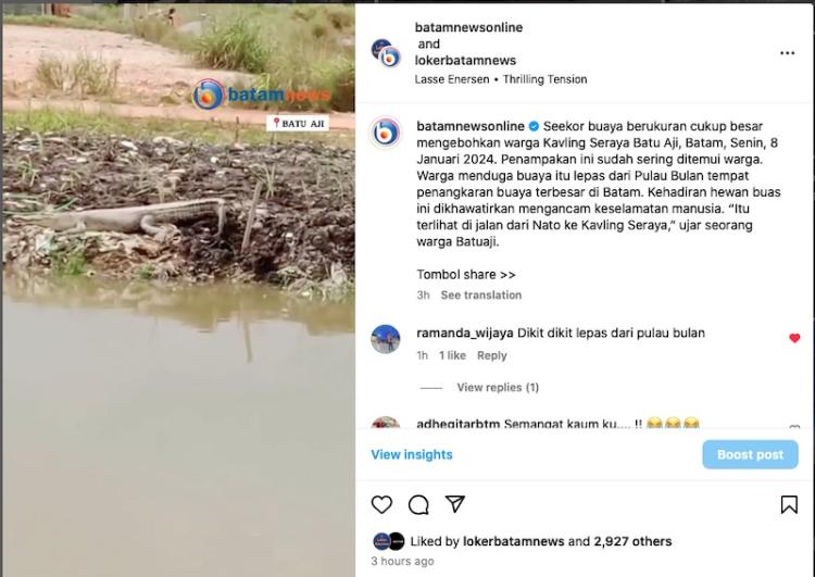Penampakan Buaya Besar Berkeliaran di Batu Aji, Batam, Warga Khawatir