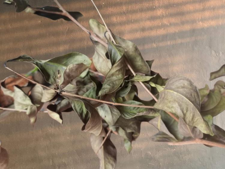 Daun Salam: Bumbu Masak Utama Asam Pedas di Tanjungpinang, Punya Khasiat Luar Biasa
