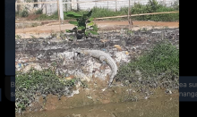 Puluhan Ekor Buaya di Sagulung Berkeliaran, Mengancam Nyawa Warga dan Anak-anak