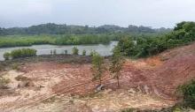 Hutan Bakau Bukit Dangas Batam Rata dengan Tanah Akibat Aktivitas Alat Berat