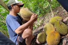 Musim Durian di Lingga, Perhatikan Makanan yang Harus Dihindari Setelah Menikmati 
