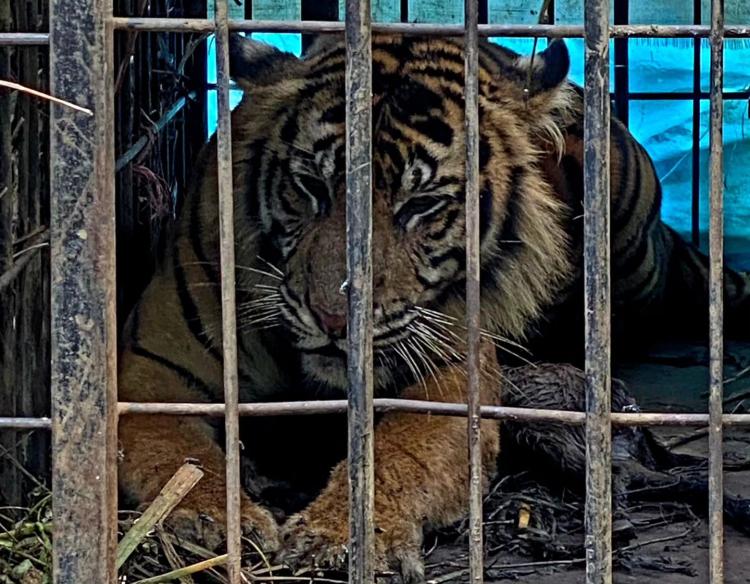 Ganasnya Putri Malabin Habiskan 5 Ekor Sapi dan 10 Ekor Kambing di Desa Binjai