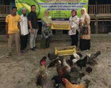 Harga Pakan Mahal, Daging Ayam dan Telor Masih Tinggi di Riau