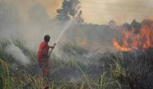 Petugas Berjibaku Padamkan Karhutla di Dumai dan Rohil