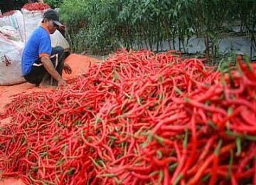 Harga Cabai Merah Turun di Pekanbaru, Kabar Baik bagi Ibu Rumah Tangga