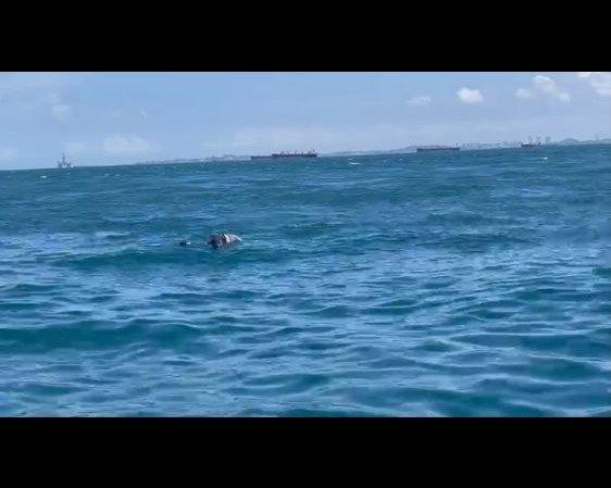 Penemuan Mayat di Perairan Belakang Pulau Sambu: Keluarga Warga Filipina Akan Datang ke Indonesia