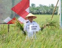 Bank Indonesia Riau dan TPID Rokan Hilir Galakkan GNPIP Melalui Demplot Digital Farming