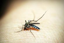 Usir Nyamuk dengan Cara Alami, Ini 5 Tips Ampuh!