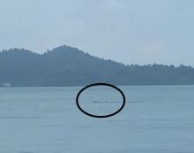 Penampakan Langka Dua Ekor Lumba-lumba di Perairan Moro Karimun