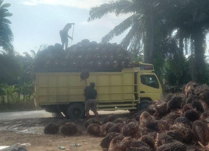 Dinas Perkebunan Provinsi Riau Umumkan Harga Terbaru Kelapa Sawit Mitra Plasma