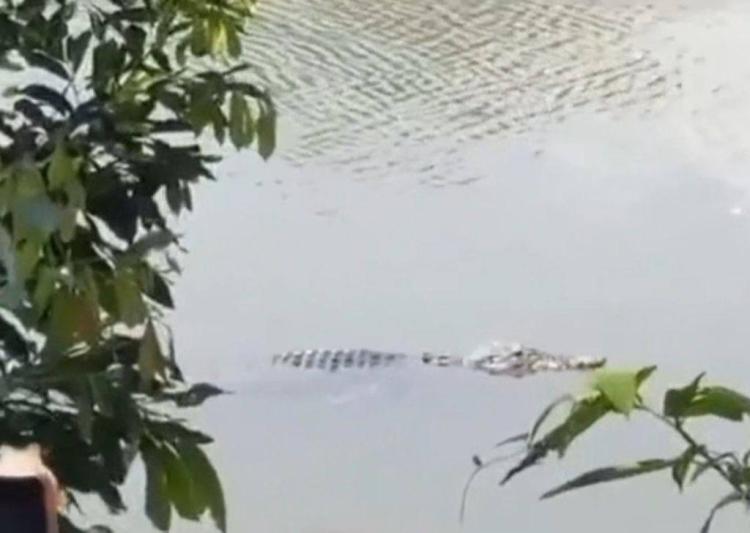 Puluhan Personel Gabungan Turun ke Lokasi Untuk Tangkap Buaya Liar di Sei Langkai Sagulung
