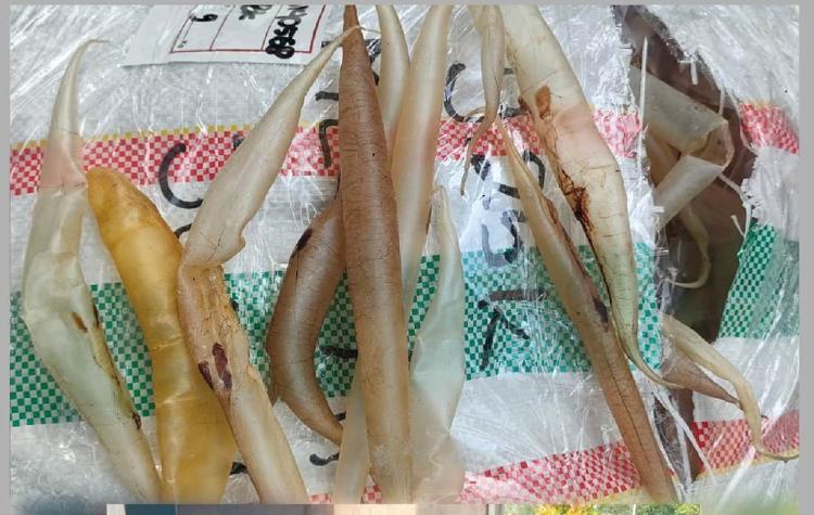 Berasal dari Kepri Gelembung Ikan ini Bernilai Ratusan Juta, Kolagen Kaya yang Banyak Diburu 