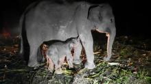 Bayi Gajah Betina Lahir di Pusat Konservasi Gajah, Provinsi Riau