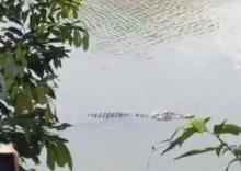 Kapolsek Berikan Peringatan Terkait Serangan Buaya di Sagulung, Gelar Rapat Libatkan Brimob dan BKSDA