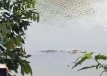 Besok, Tim Gabungan Akan Tangkap Buaya Liar di Sagulung Batam