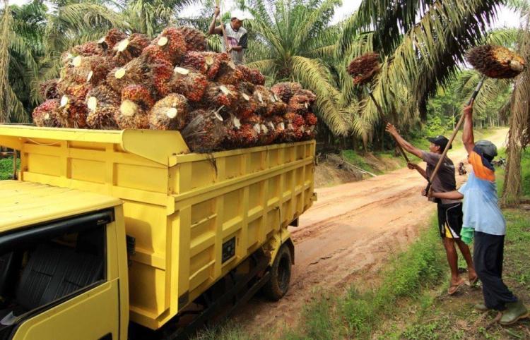 Penetapan Harga TBS Kelapa Sawit Kemitraan Plasma Riau Turun untuk Periode 8 - 14 Mei 2024