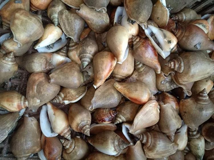 Cara Memasak Gonggong yang Sempurna: Tips dari Ahli Kuliner Tanjungpinang