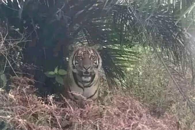 Konflik Manusia dan Harimau di Riau Berujung pada Kematian Pekerja
