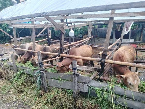 Kebutuhan Hewan Kurban di Kepri Naik 10% pada Idul Adha 1445 Hijriah/2024