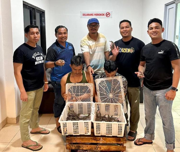 Penyelundupan Anak Buaya Muara Tujuan Thailand Digagalkan di Batam, Dua Pelaku Ditangkap