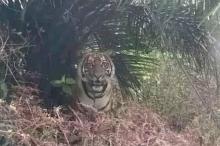 Konflik Manusia dan Harimau di Riau Berujung pada Kematian Pekerja