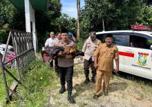 Geger! Mayat Bayi Perempuan Ditemukan di Kebun Sawit Desa Lubuk Sakat