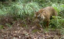 Identifikasi Harimau Penyerang Manusia di Riau, BBKSDA Pasang Kamera Trap