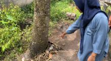Wabah Ulat Bulu `Api` Serang Wilayah Pelambung Desa Pongkar Karimun