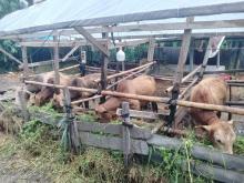 Kebutuhan Hewan Kurban di Kepri Naik 10% pada Idul Adha 1445 Hijriah/2024