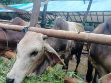 Kebutuhan Hewan Kurban Kabupaten Karimun untuk Idul Adha, Kekurangan 78 Ekor 