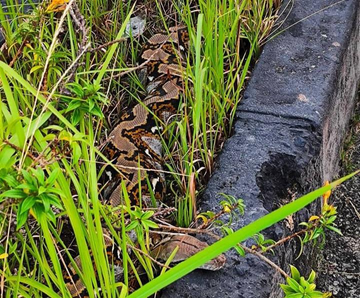 Damkar Karimun Evakuasi Ular Piton Sepanjang 6 Meter di Coastal Area