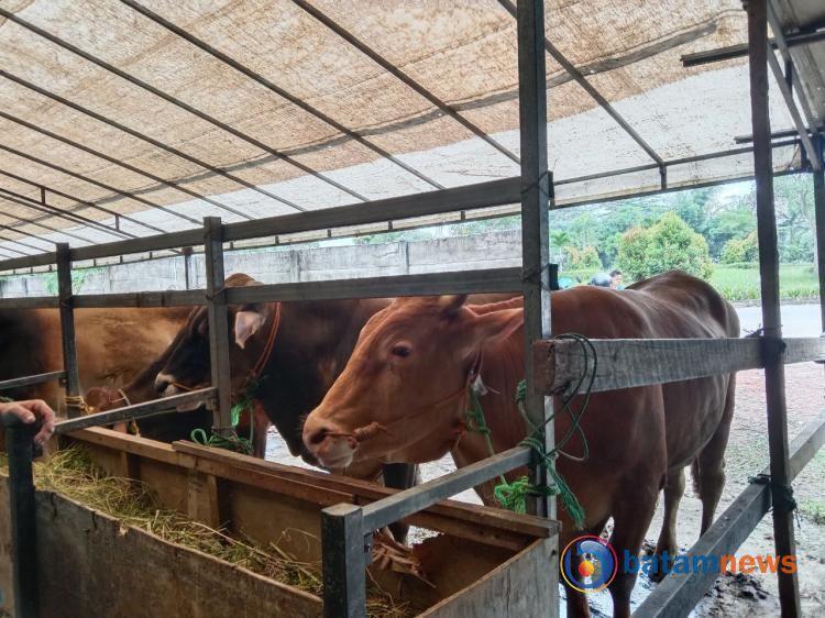 Kisah Sukses Pak Ahmad, Pedagang Hewan Kurban di Batam yang Mengubah Tantangan Menjadi Peluang Bisnis