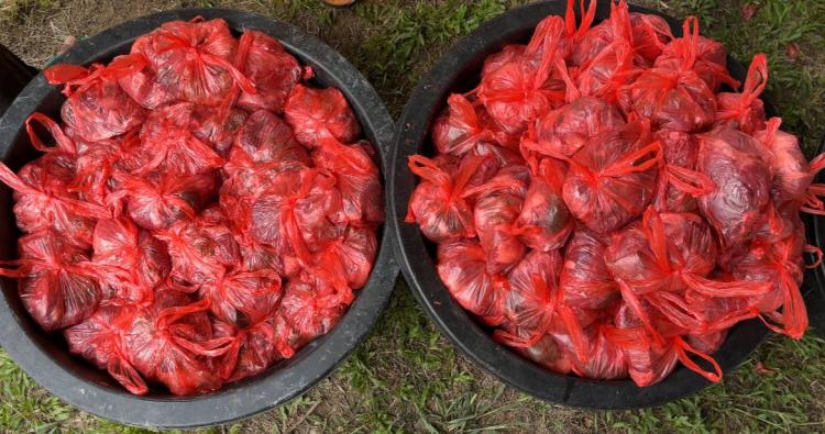 Seluruh Daging Hewan Kurban di Karimun Dinyatakan Layak Konsumsi Setelah Pemeriksaan Post Mortem
